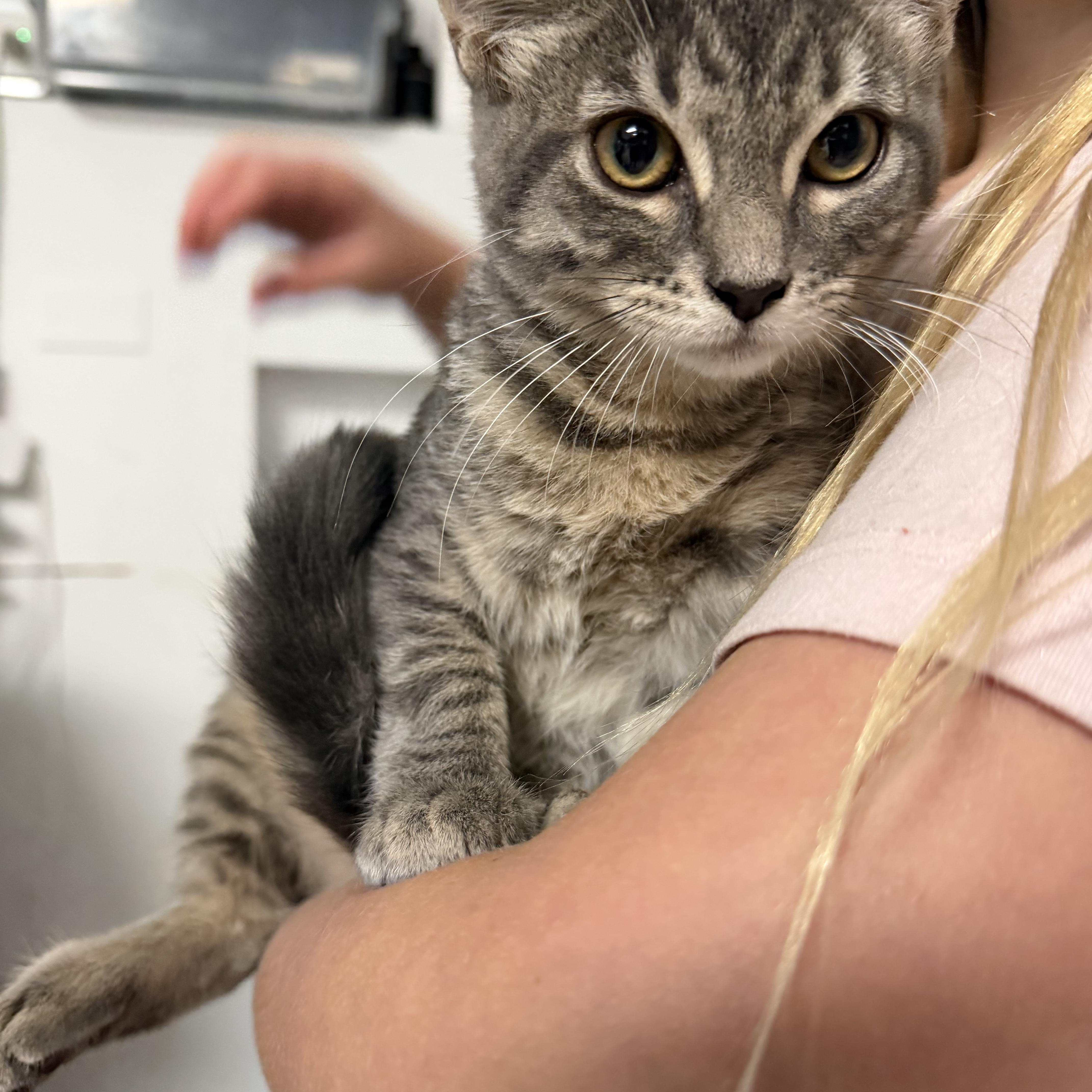 A young medium-sized female Domestic Short Hair cat named Muffin for adoption in Lemont, IL