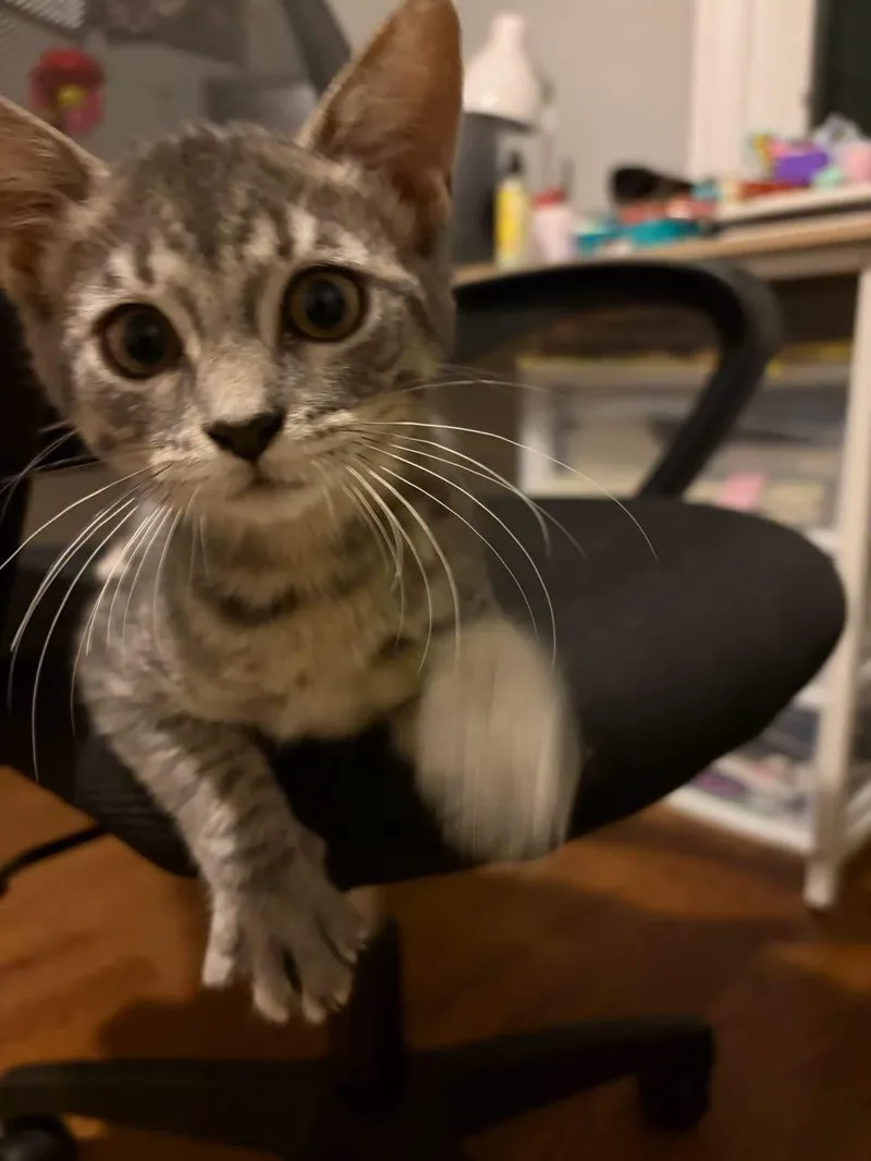 Muffin thumbnail 4