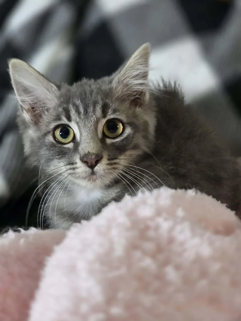 A young medium-sized female Domestic Medium Hair cat named Siouxsie for adoption in Mansfield, TX