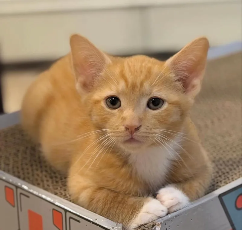 A baby medium-sized male Orange & White Domestic Short Hair cat named Apollo for adoption in Wayne, NJ