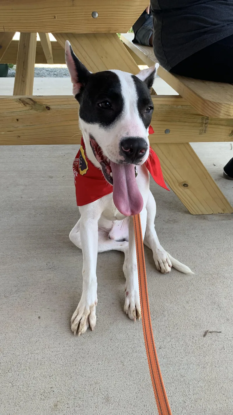 A young medium-sized male Black Terrier dog named Bruce for adoption in POLKTON, NC
