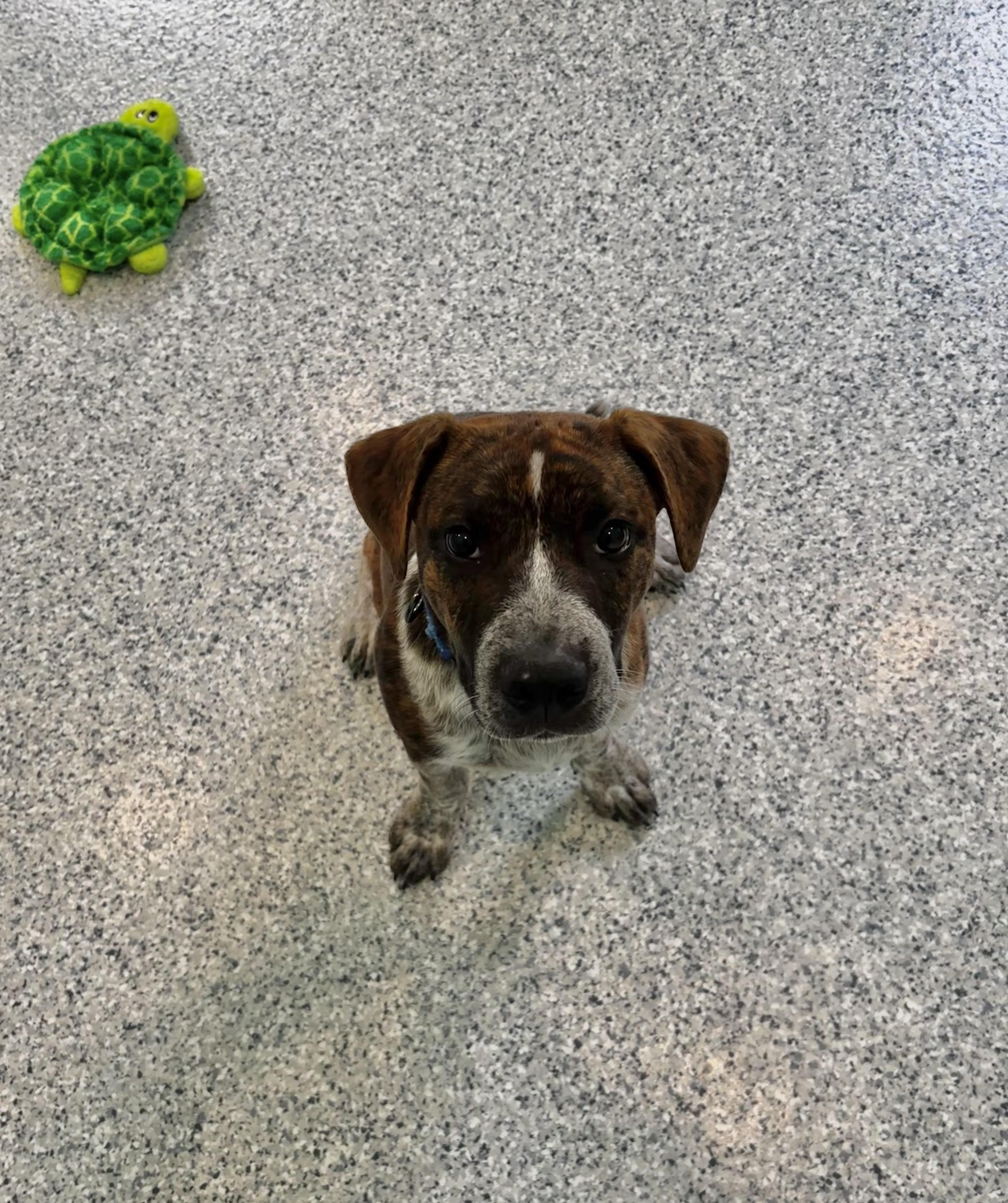 A young large-sized male Tricolor (Brown, Black, & White) American Bulldog dog named Albert for adoption in Hutchinson, MN