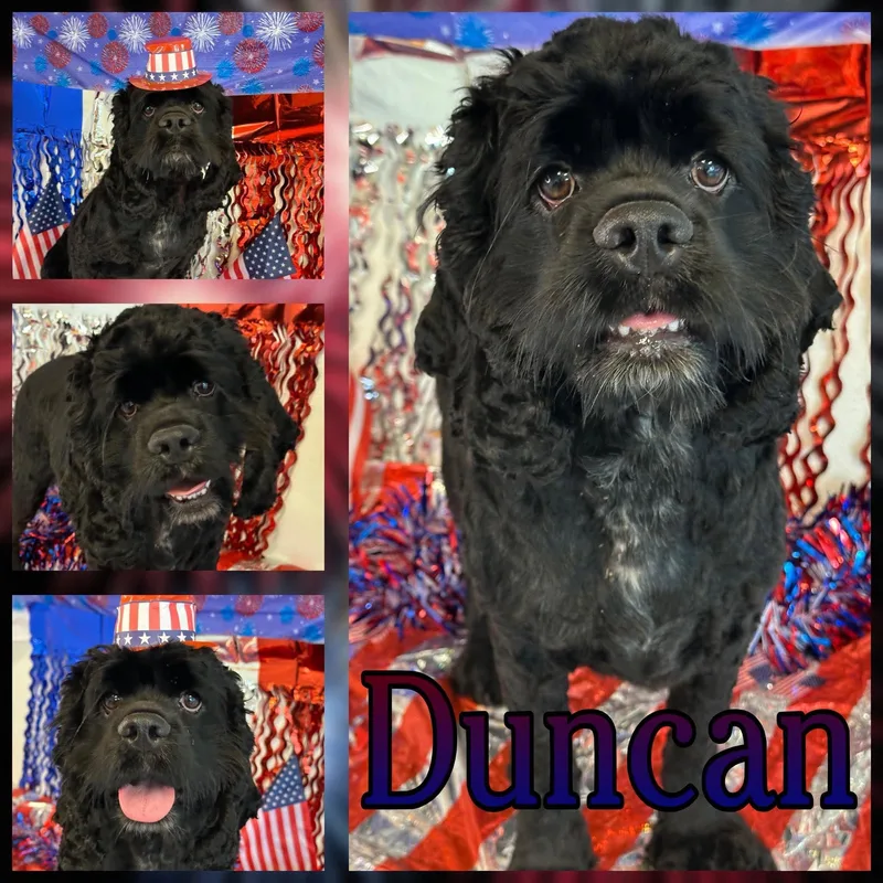 An adult medium-sized male Black Cocker Spaniel dog named Duncan for adoption in Hatfield, PA