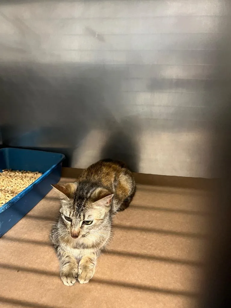 A young large-sized female Domestic Short Hair cat named Susan for adoption in Cartersville , GA