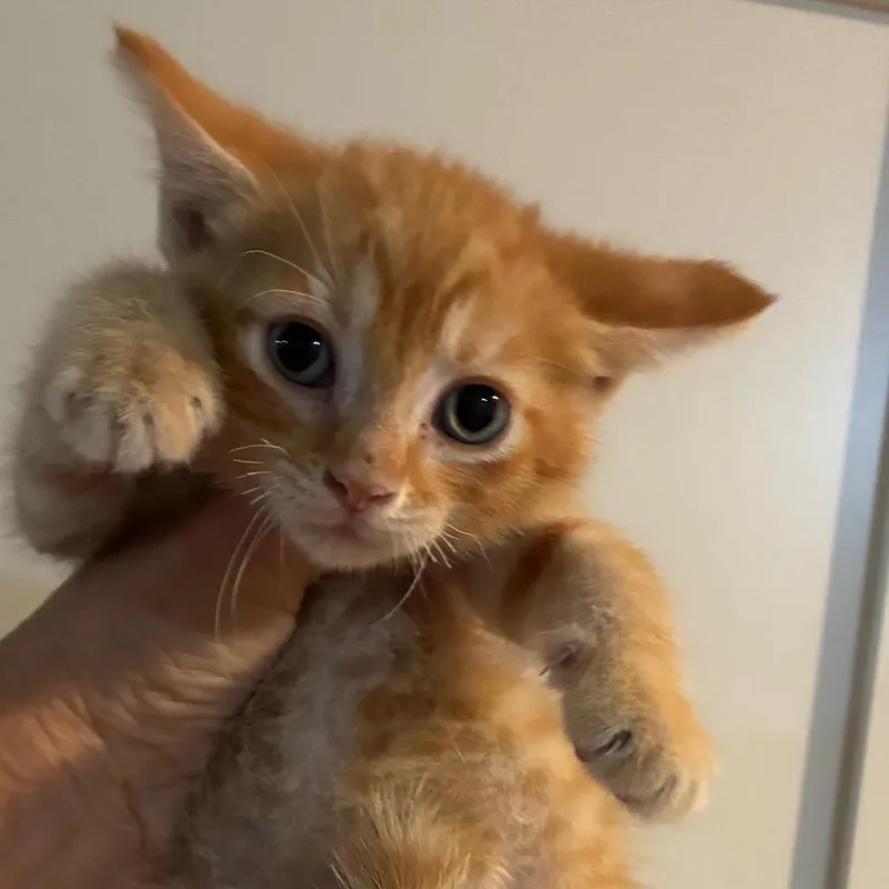 A baby small-sized male Orange / Red Domestic Short Hair cat named Wrangler for adoption in Evansville, IN