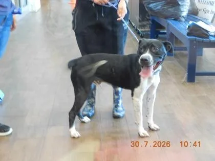 A young large-sized male Pit Bull Terrier dog named Chance for adoption in North Richland Hills, TX