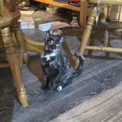 A baby small-sized female Tortoiseshell Domestic Short Hair cat named Spot for adoption in Liverpool, TX