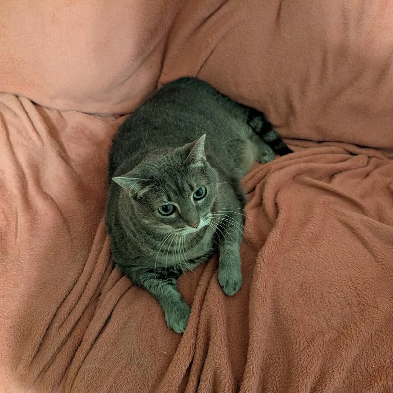 A senior small-sized female Gray / Blue / Silver Domestic Short Hair cat named Kibby for adoption in Roanoke, VA