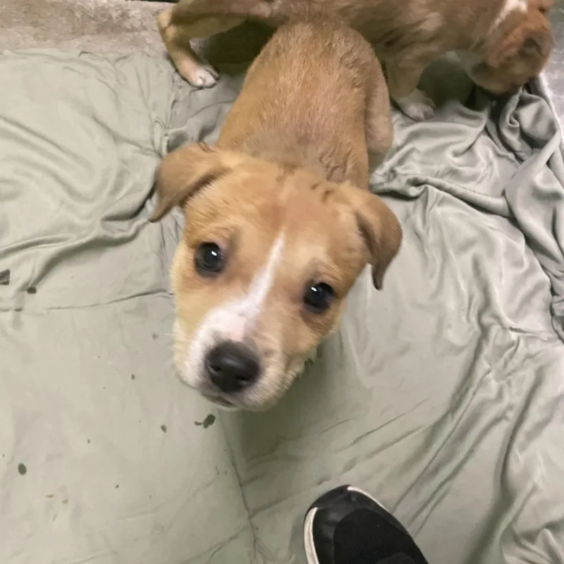 A baby medium-sized male Yellow / Tan / Blond / Fawn Terrier dog named Chipmunk for adoption in Spokane, WA