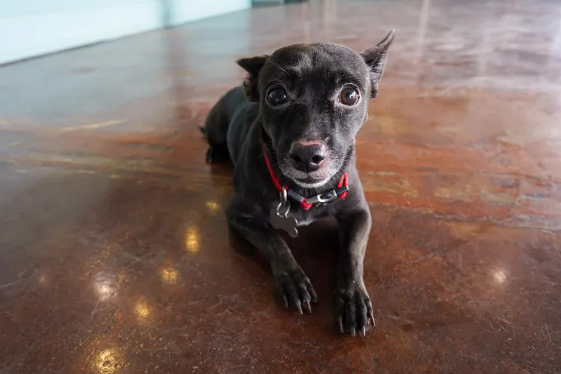 A young small-sized female Black Chihuahua dog named Lydia for adoption in San Antonio, TX