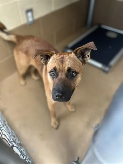 A young large-sized male Black Mouth Cur dog named Ranger for adoption in Chula Vista, CA