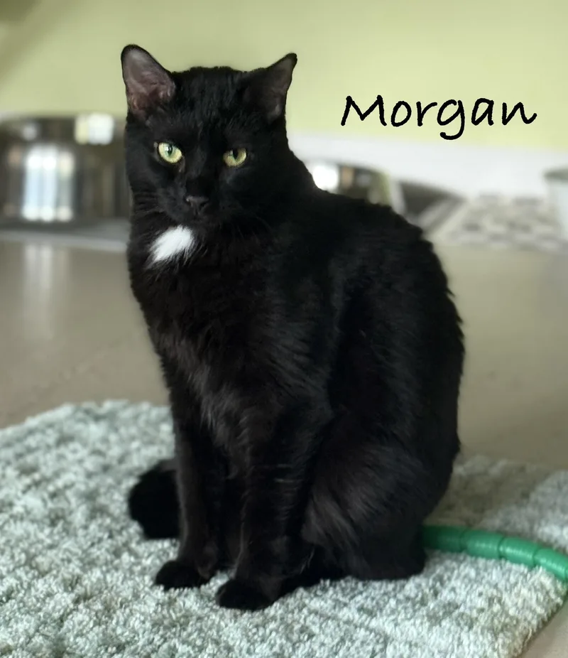 An adult medium-sized male Black Domestic Short Hair cat named Morgan for adoption in Pawleys Island, SC