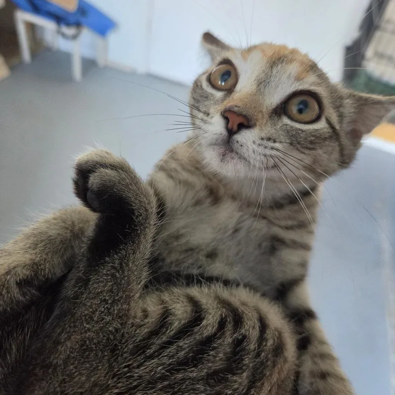 A baby small-sized female Buff / Tan / Fawn Domestic Short Hair cat named LeToya for adoption in Clarksdale, MS
