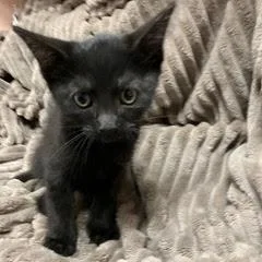A baby medium-sized male Black Domestic Short Hair cat named Pikachu for adoption in Green Valley, AZ