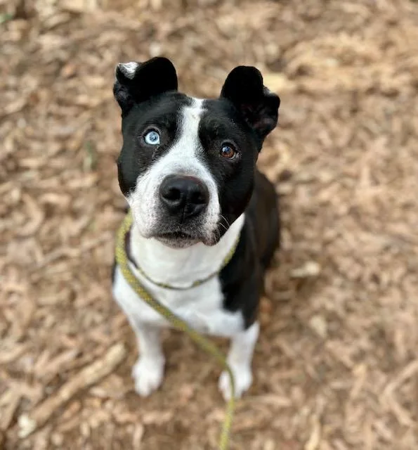 An adult medium-sized male American Staffordshire Terrier dog named Boogie for adoption in Charlotte, NC