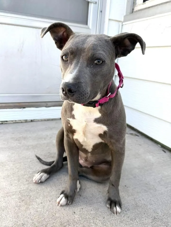 A baby medium-sized female Terrier dog named Ev for adoption in Colorado Springs, CO