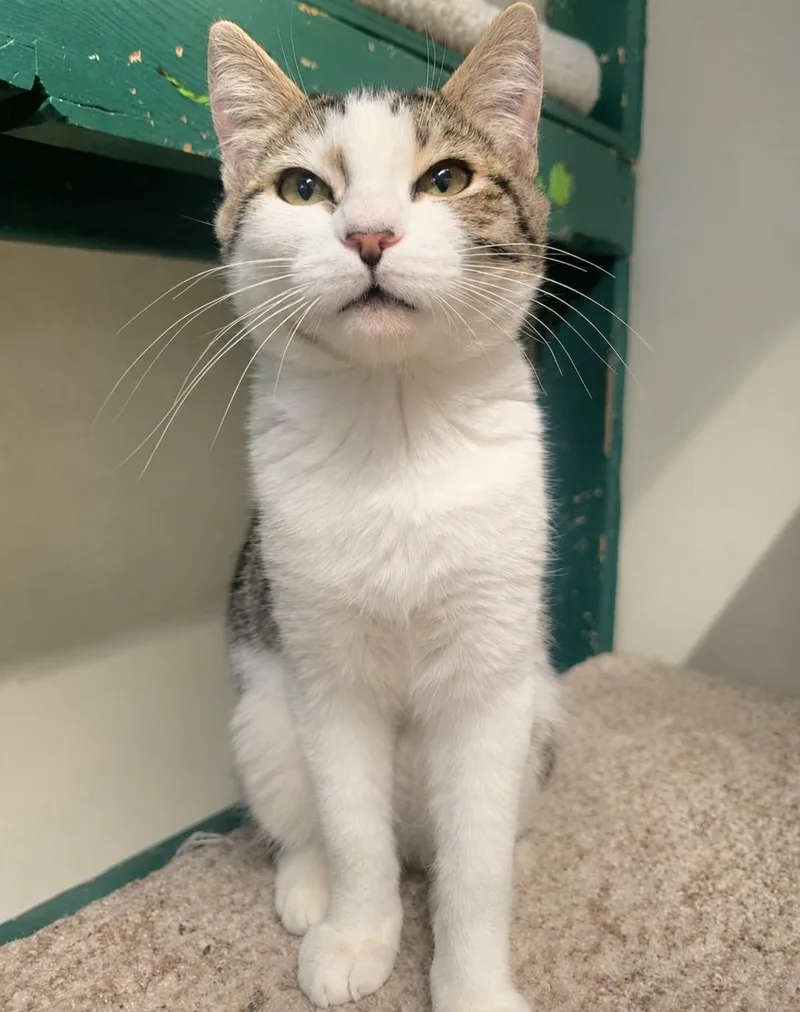 A young medium-sized female Tabby (Brown / Chocolate) Domestic Short Hair cat named Twiggy for adoption in Lodi, CA