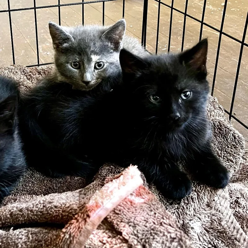 A baby small-sized male Black Domestic Short Hair cat named Houdini for adoption in Manheim, PA