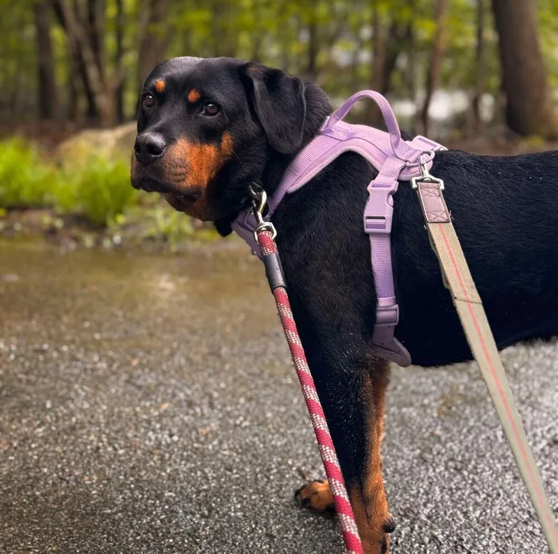 An adult medium-sized female Rottweiler dog named Tessa for adoption in Long Island City, NY