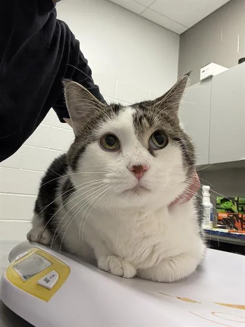 An adult medium-sized male Domestic Short Hair cat named Pancho for adoption in Indianapolis, IN