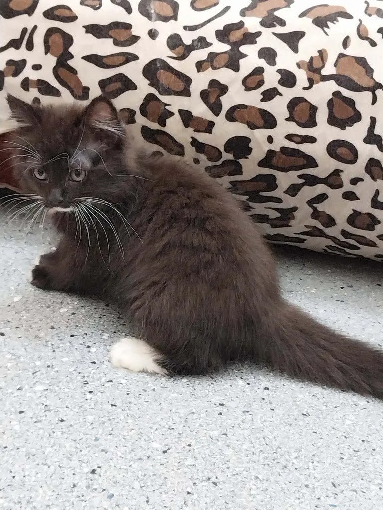 A baby small-sized male Black & White / Tuxedo Domestic Medium Hair cat named Tux for adoption in Saint George, UT