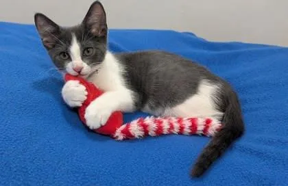 A baby small-sized male Domestic Short Hair cat named Johnny Rose for adoption in Westland, MI