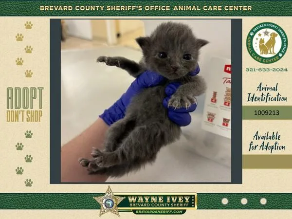 A baby small-sized female Domestic Short Hair cat named Taco for adoption in Melbourne, FL