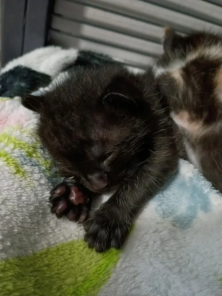 A baby small-sized male Domestic Short Hair cat named Arthur for adoption in Lewisville, TX