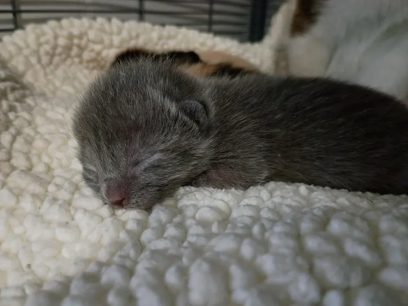 Arthur thumbnail 2