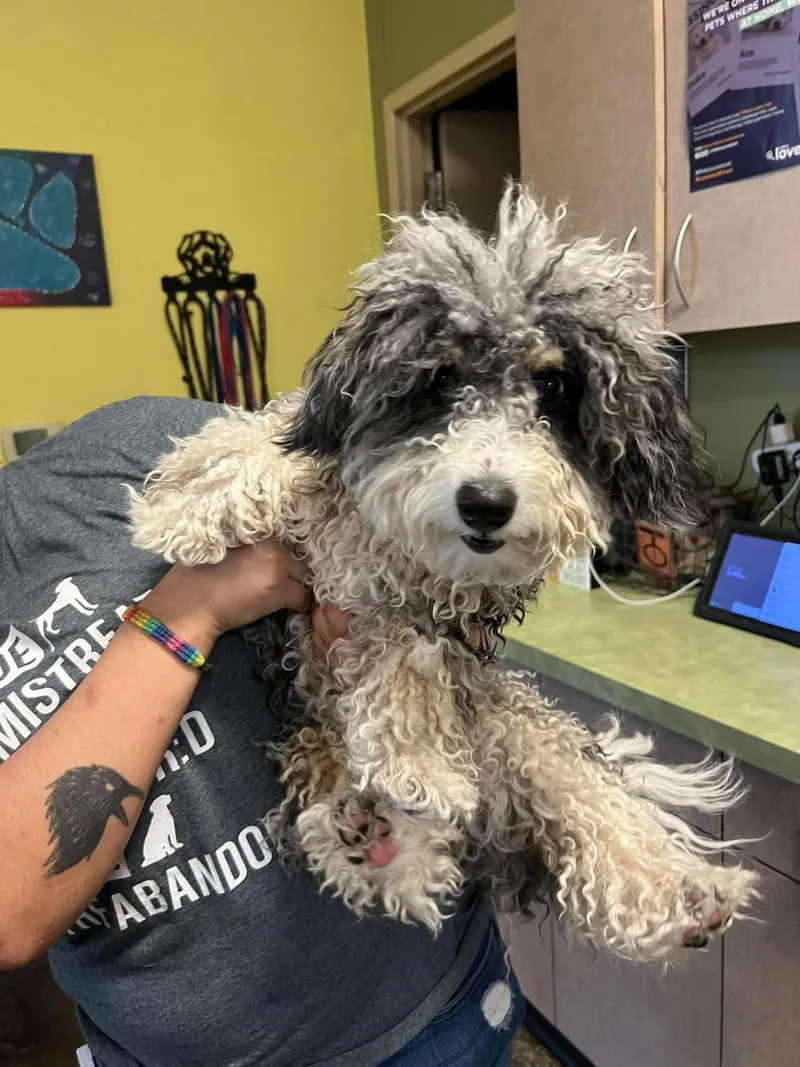 Found Stray: Remy