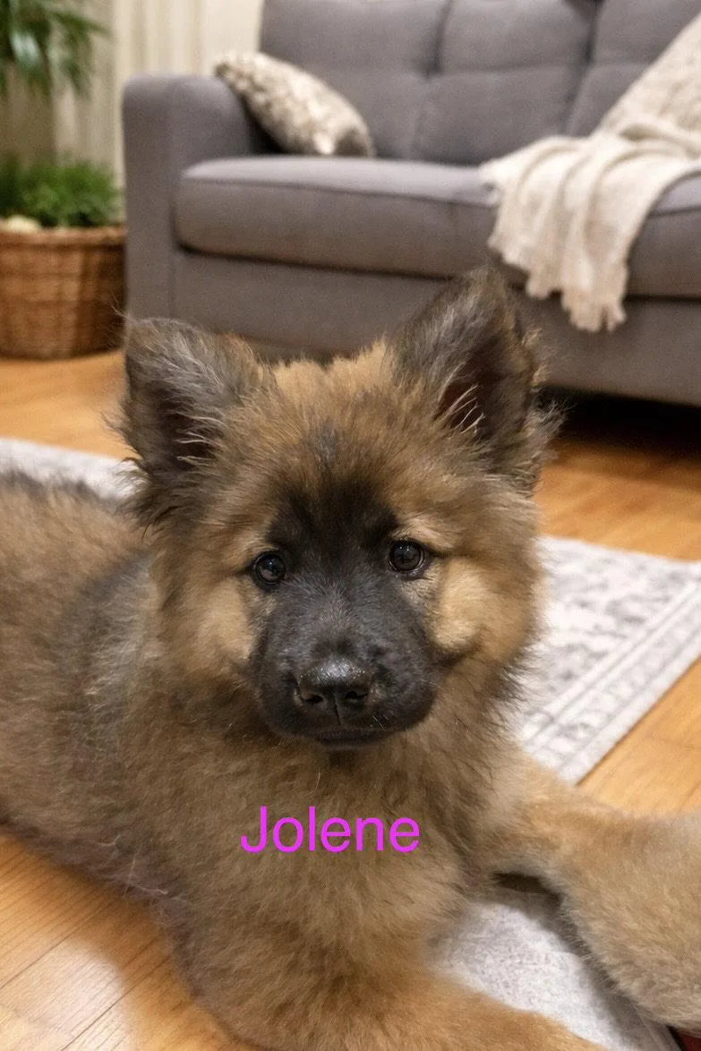 A young medium-sized female Chow Chow dog named Jolene for adoption in Union Beach, NJ