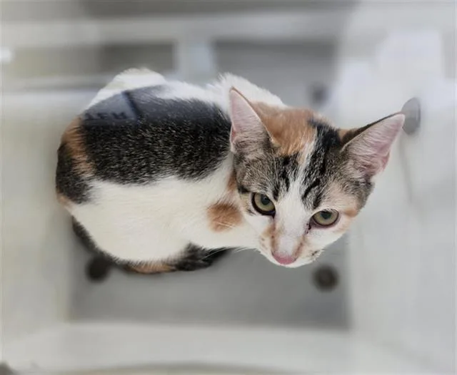 A baby medium-sized female Domestic Short Hair cat named Mochi for adoption in Dallas, TX