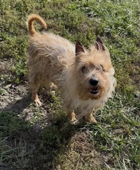 An adult small-sized male Yellow / Tan / Blond / Fawn Yorkshire Terrier dog named Dax for adoption in Chillicothe, MO