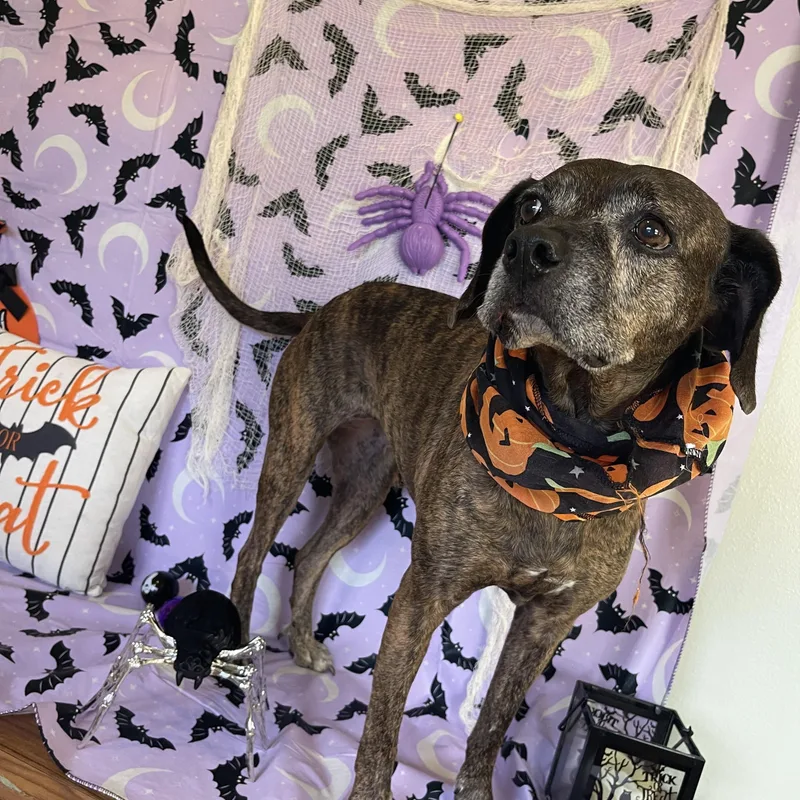 An adult medium-sized female Beagle dog named Clementine for adoption in Sebring, FL