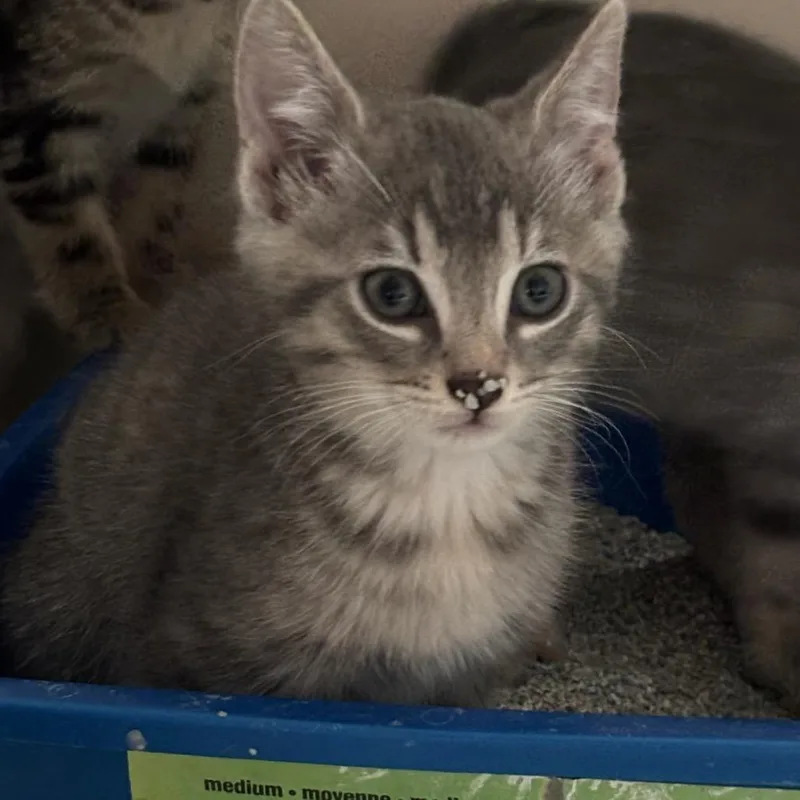A baby small-sized female Gray / Blue / Silver Domestic Short Hair cat named Gala for adoption in Bensalem, PA