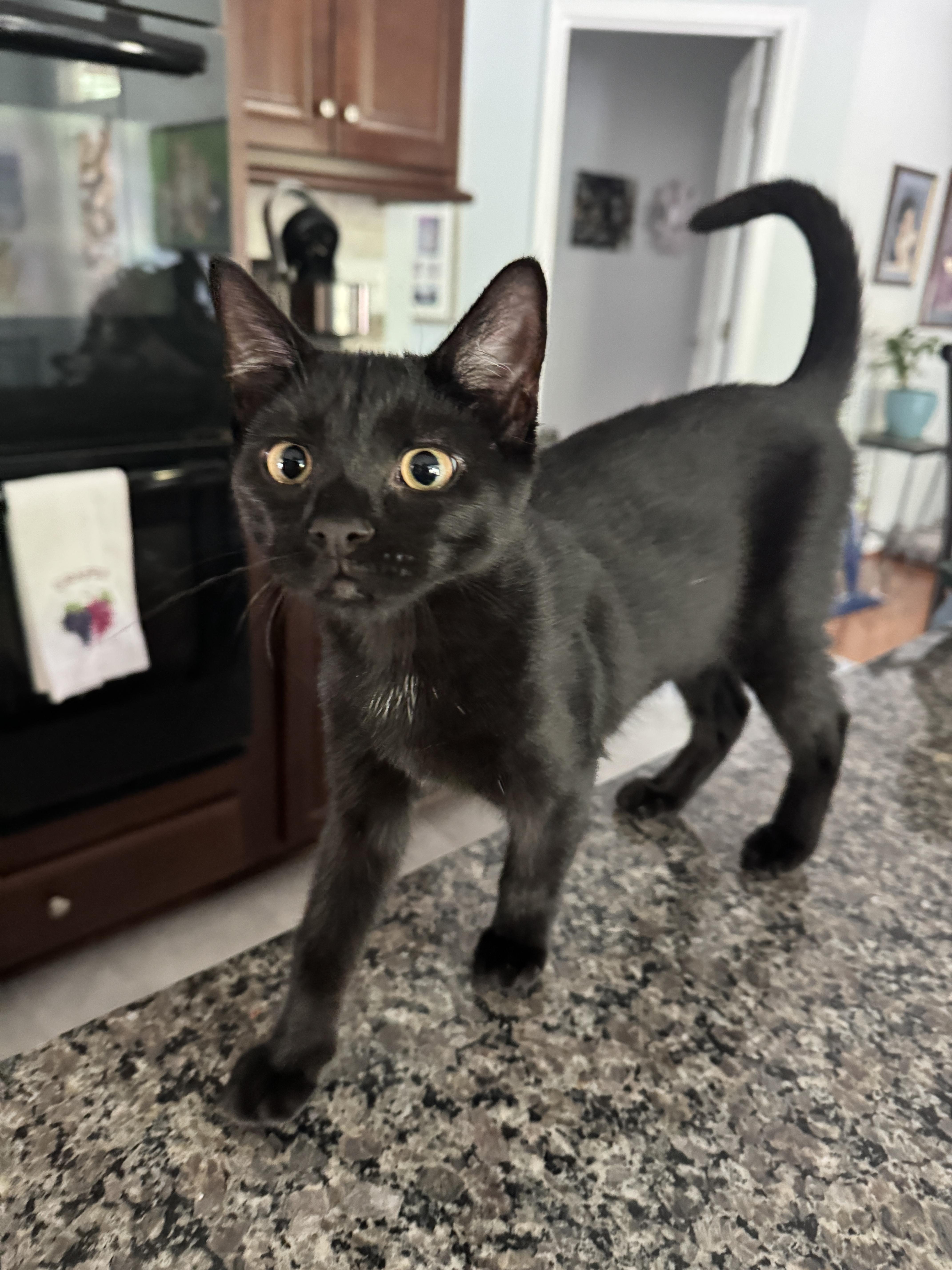 A young small-sized male Domestic Short Hair cat named Banjo for adoption in Bethel Park, PA