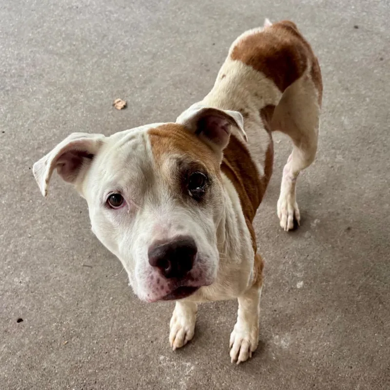 An adult large-sized female White / Cream Mixed Breed dog named Zuzu for adoption in Edwardsville, IL