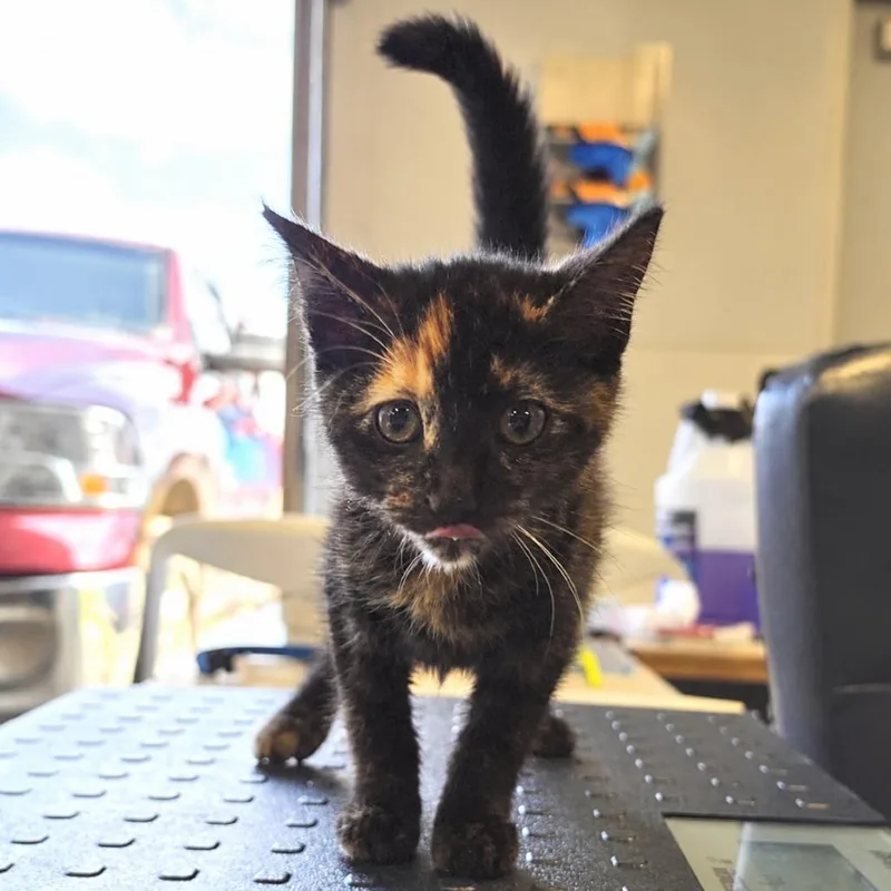 A baby small-sized female Black Domestic Short Hair cat named Campfire for adoption in Buffalo, MN