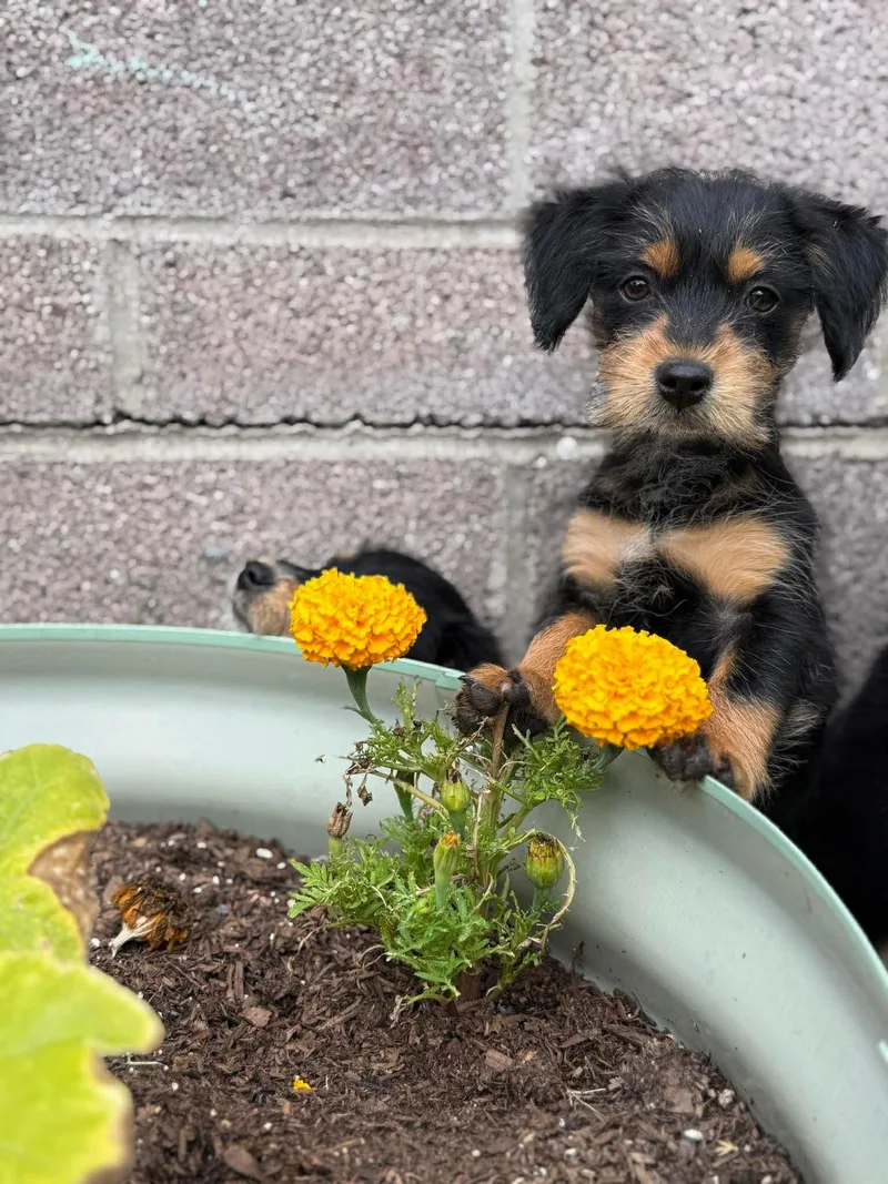 A baby small-sized female Australian Cattle Dog / Blue Heeler dog named Velma for adoption in Orange, CA