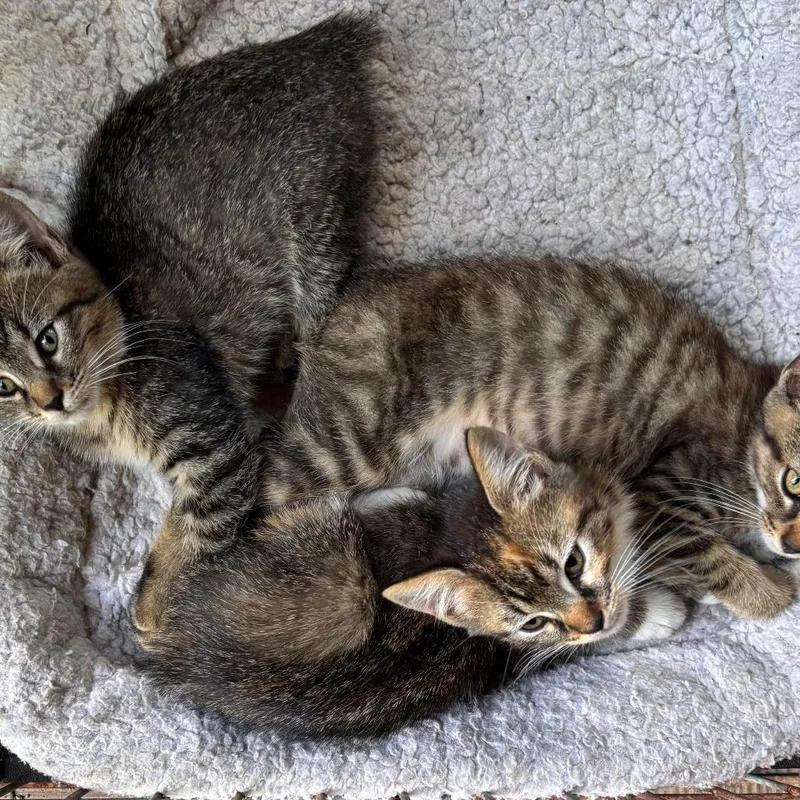 A baby small-sized female Brown / Chocolate Domestic Short Hair cat named Rosalee for adoption in Asheville, NC
