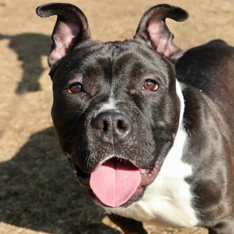An adult medium-sized male Black Mixed Breed dog named Pumbaa for adoption in Allentown, PA