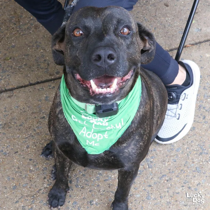 A young large-sized male Labrador Retriever dog named Tigri for adoption in Washington, DC
