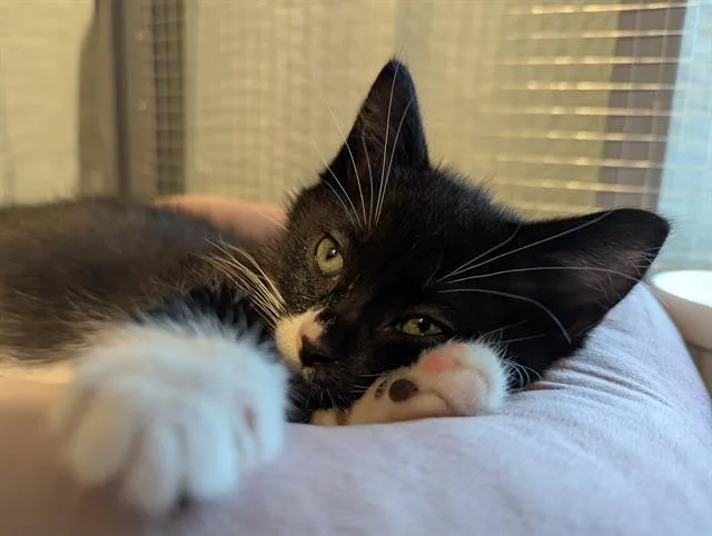 A baby medium-sized male Domestic Short Hair cat named Corey for adoption in Kent, WA