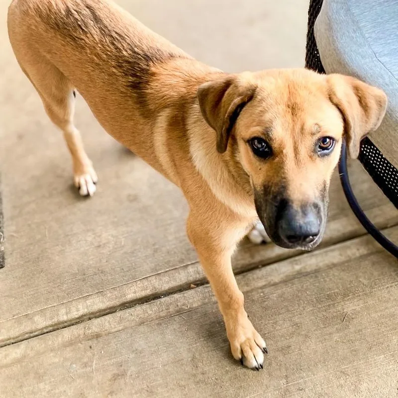 A young medium-sized female Brown / Chocolate Shepherd dog named Daisy for adoption in Springboro, OH
