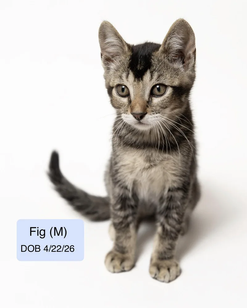 A baby medium-sized male Domestic Short Hair cat named Fig for adoption in Vacaville, CA