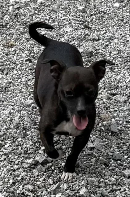 A young small-sized female Chihuahua dog named Willow Skye for adoption in Wilkesboro, NC