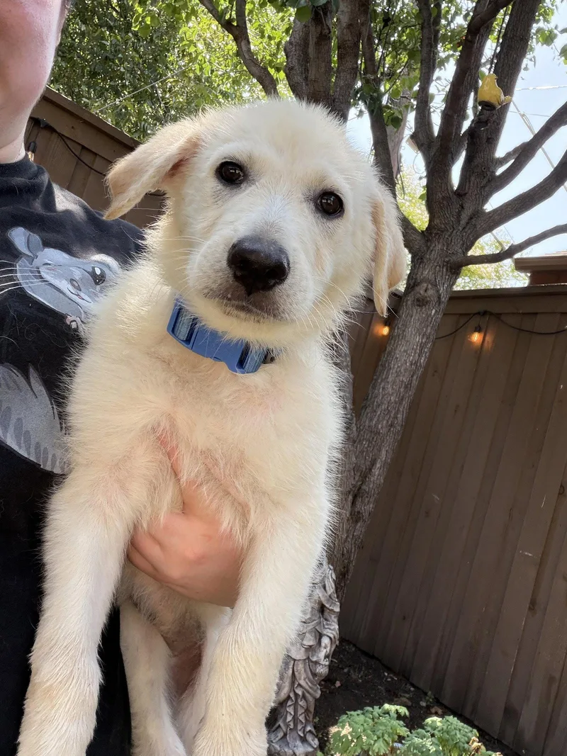 A young medium-sized female Great Pyrenees dog named Ruby for adoption in Garland, TX