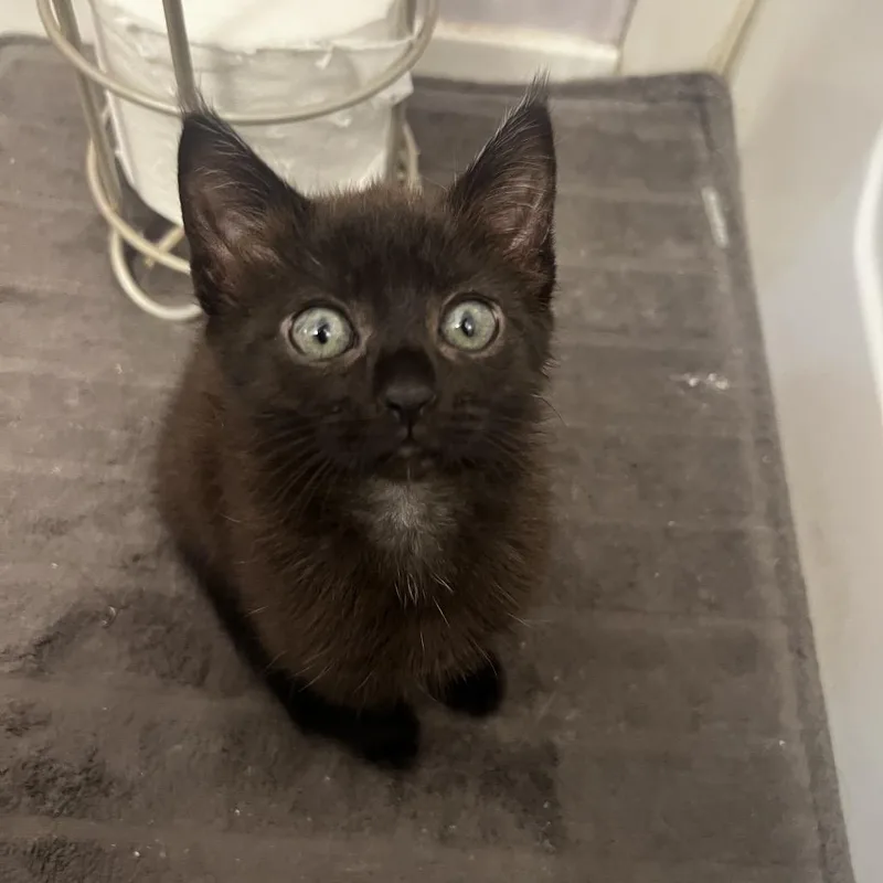 A young small-sized female Domestic Short Hair cat named Raelynn for adoption in Cumming, GA