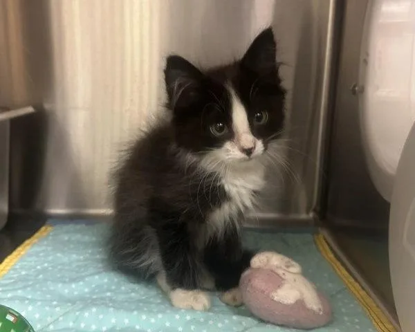 A baby small-sized male Domestic Medium Hair cat named Laserdisc for adoption in Sherwood, OR