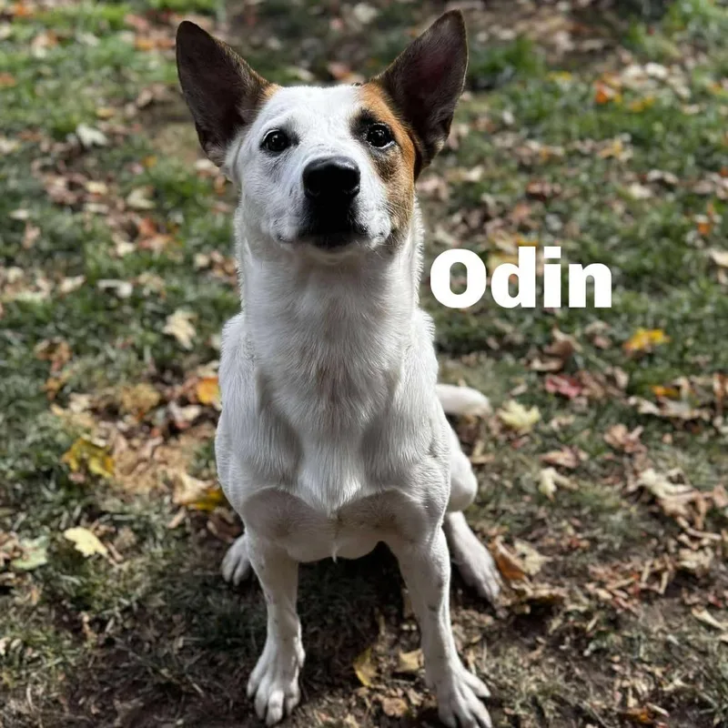 Odin